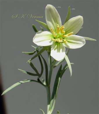  Flower